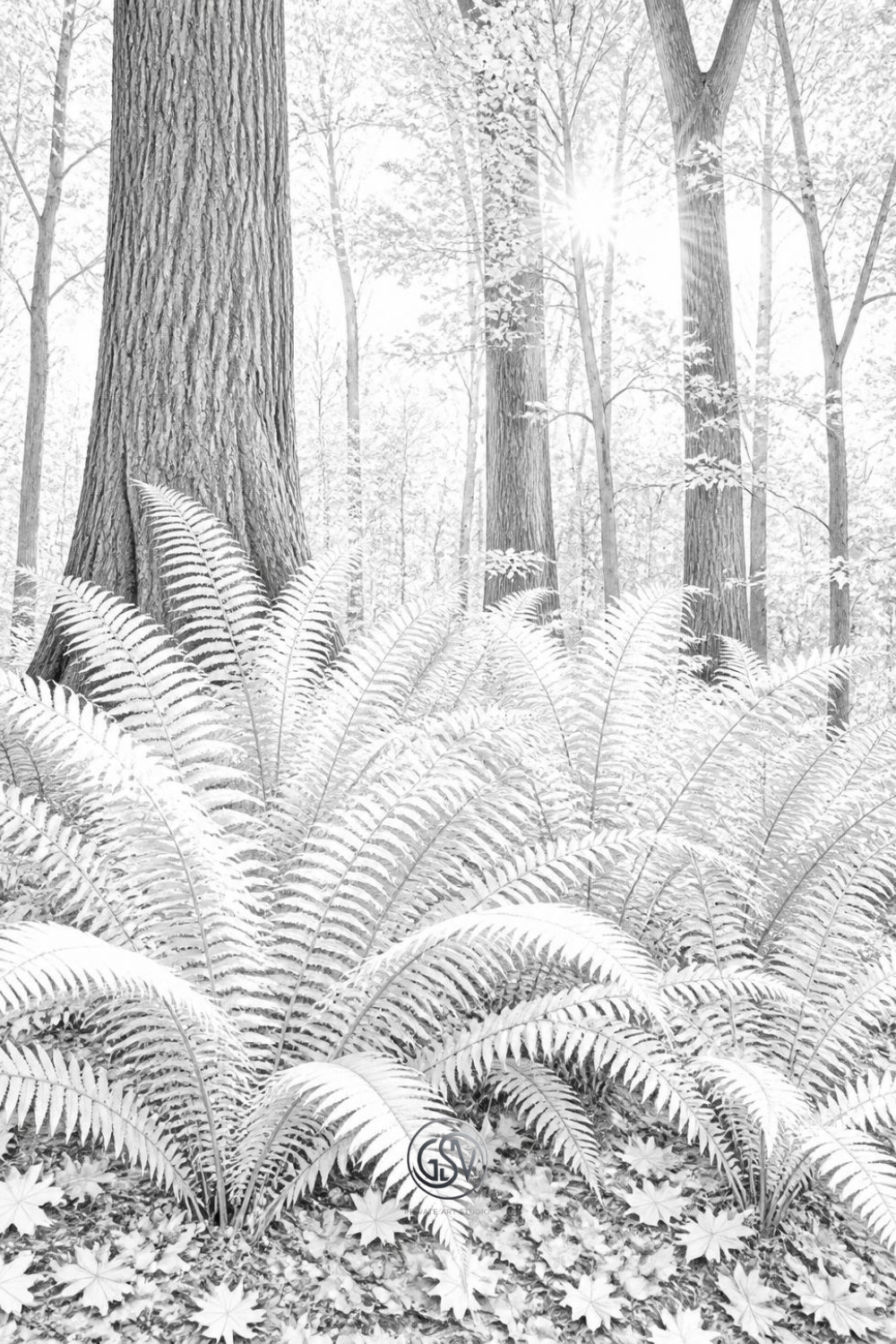 Grayscale coloring page of tall ferns growing beneath forest trees, sunlight filtering through the branches