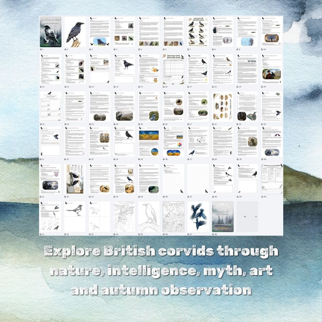Corvids nature study pack for mixed ages, with British bird identification, intelligence, folklore, poetry, art, observation and printable activities.