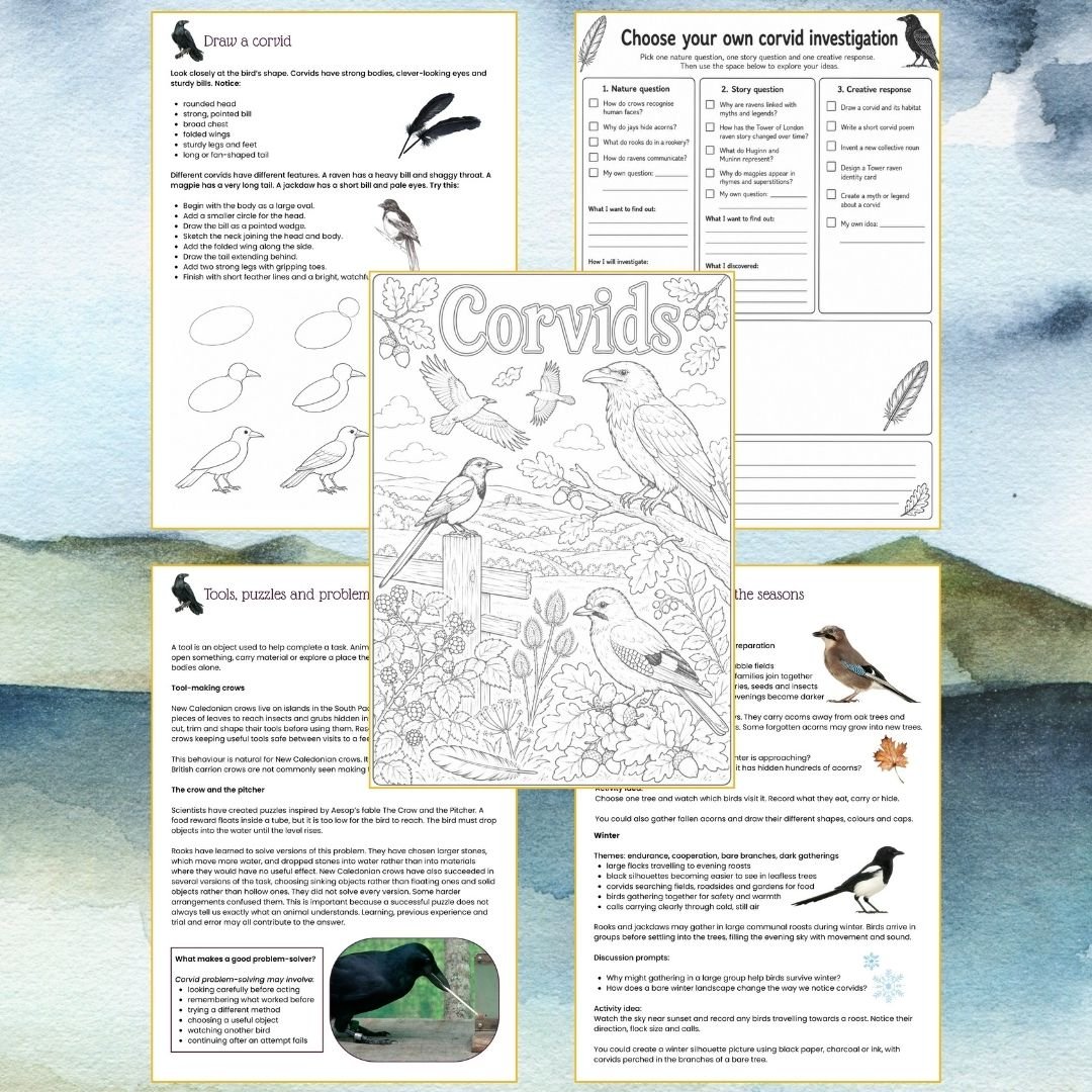 Corvids nature study pack | Crows, ravens and folklore