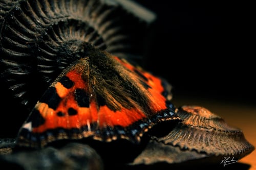 Butterfly and Fossil