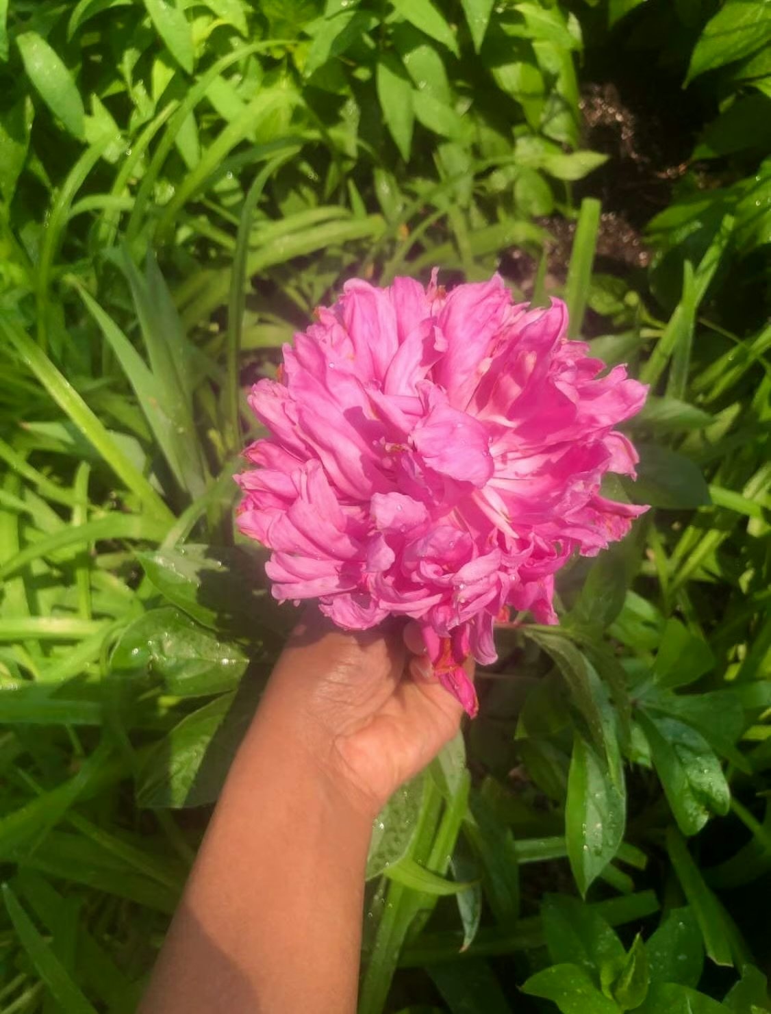 Sosteniendo una peonía rosa en el jardín — un momento de autocuidado y mindfulness para Blossom With Mindfulness-Treyana Harry
