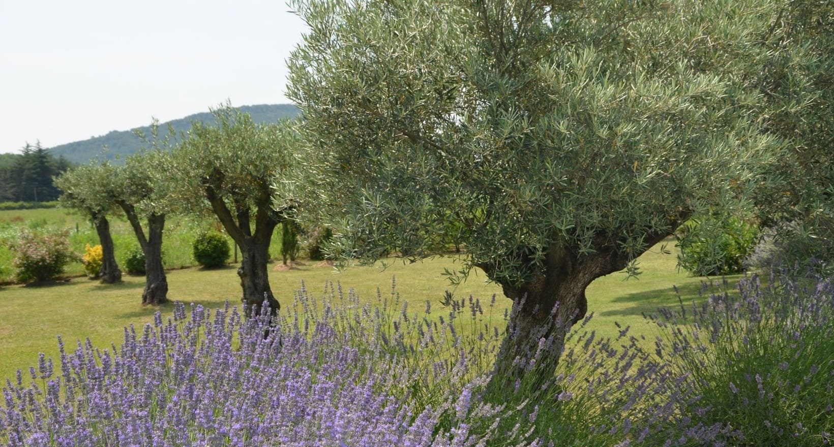 lavande et oliviers en Drôme provençale baignés de soleil, illustrant l'univers des remèdes naturels et du bien-être de Nature & Santé avec Patricia.