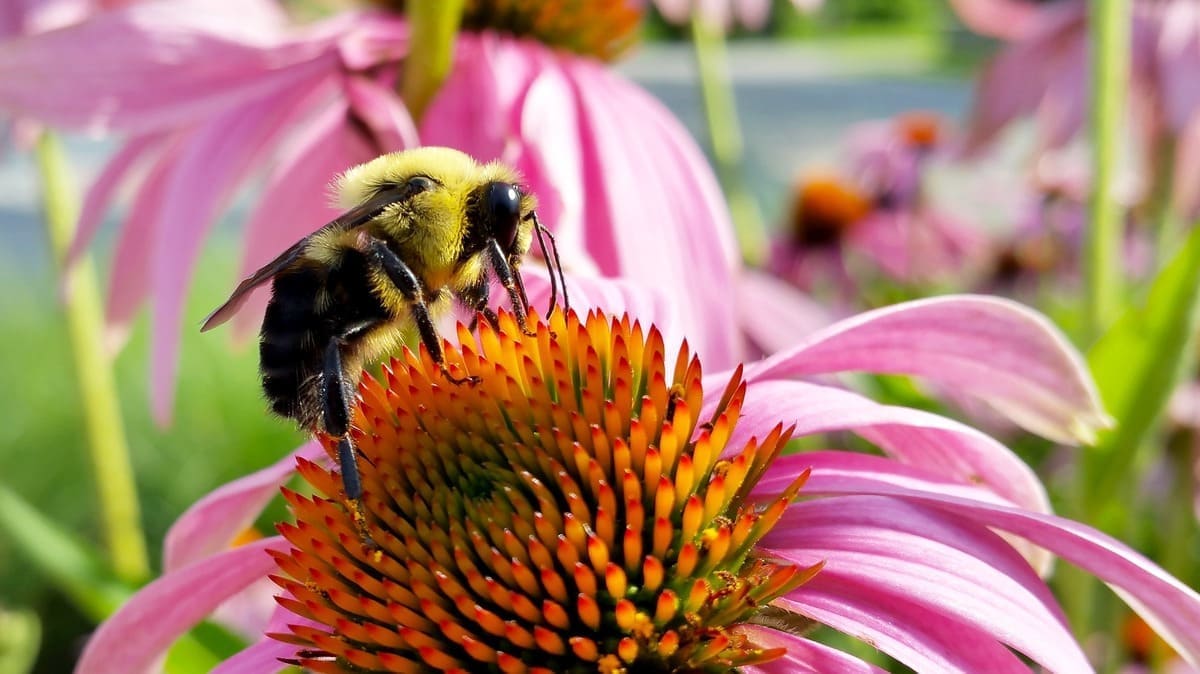 Gros plan fleur d'échinacée et abeille qui butine pour faire son miel.