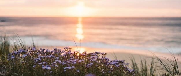 Blog santé naturelle avec articles sur la phytothérapie, les huiles essentielles, la nutrition, la santé au naturel