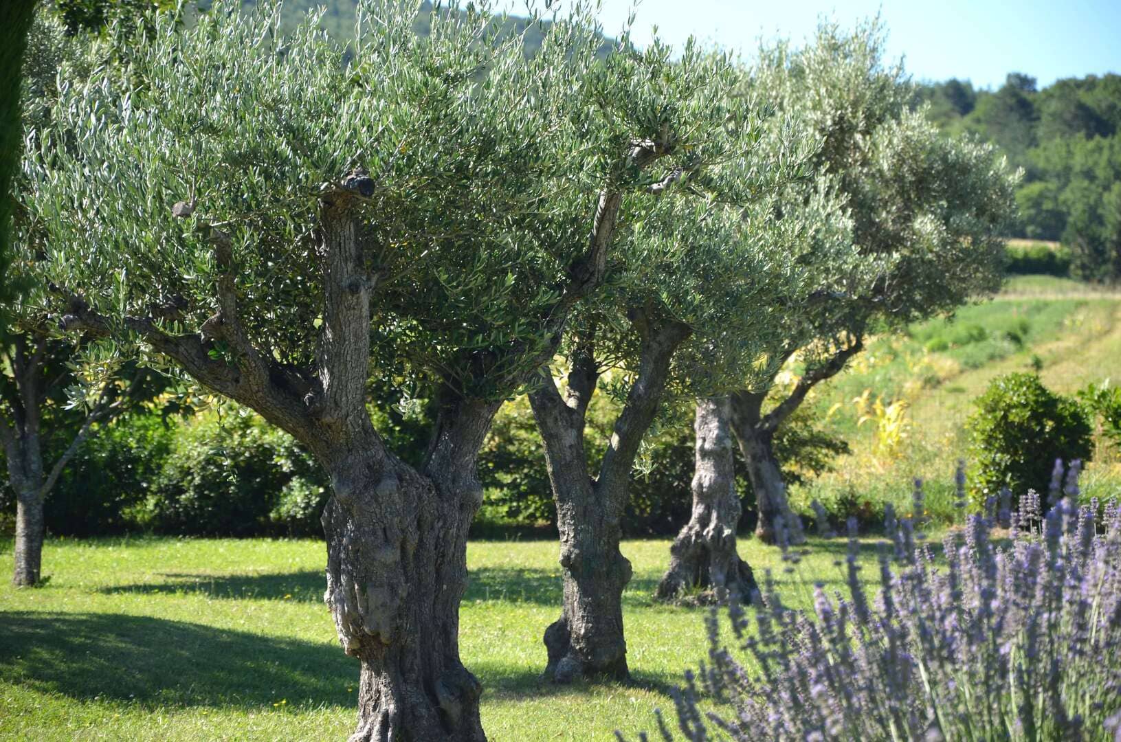 Bannière de la page Contact de « Nature & Santé avec Patricia », avec oliviers et lavande de Provence, invitant les visiteurs à contacter le site dédié aux remèdes naturels, au bien-être et à la prévention santé.