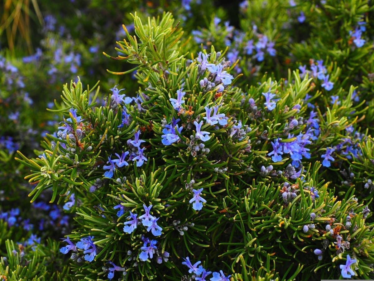 Arbuste de romarin en fleurs, plante aromatique, pour illustrer un témoignage de Nature & Santé avec Patricia
