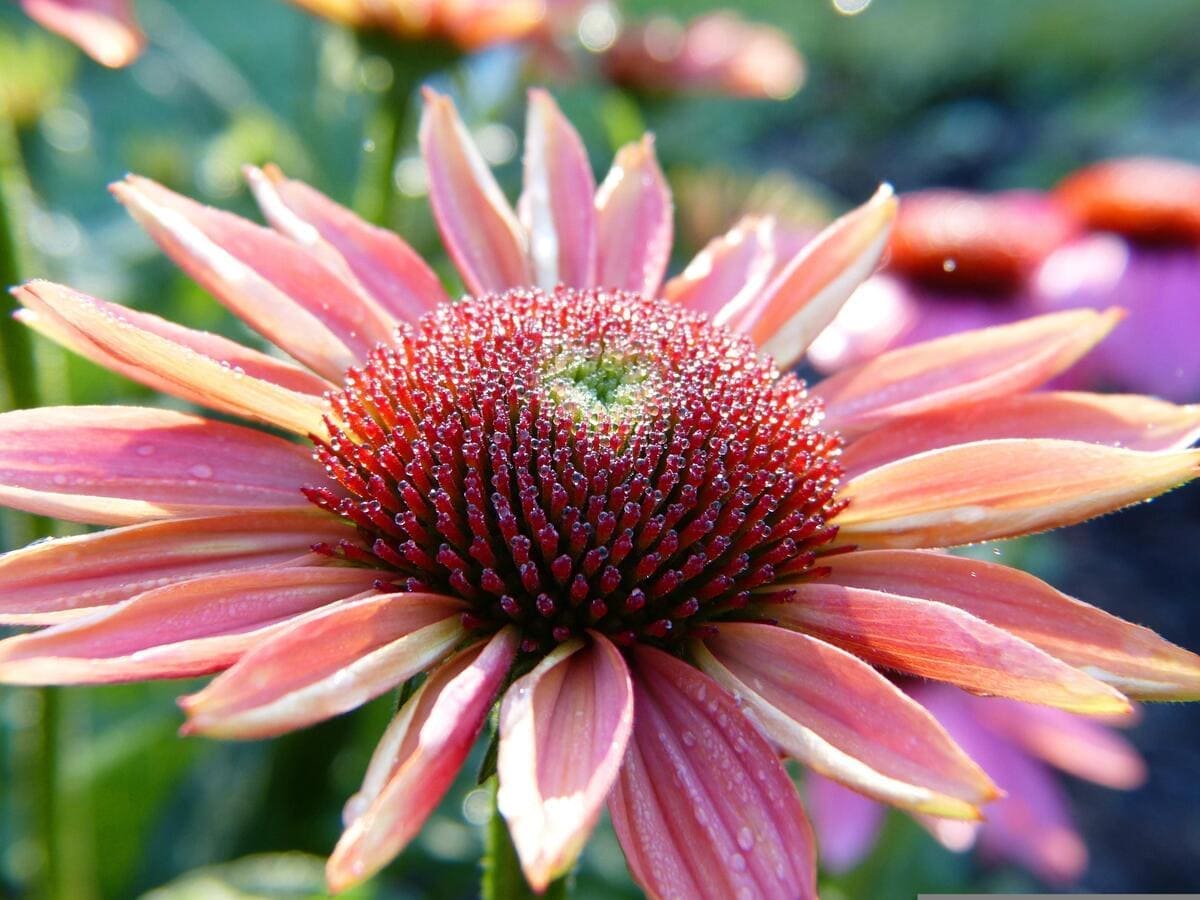 Fleur d'échinacée très intéressante en remède naturel pour la santé naturelle.