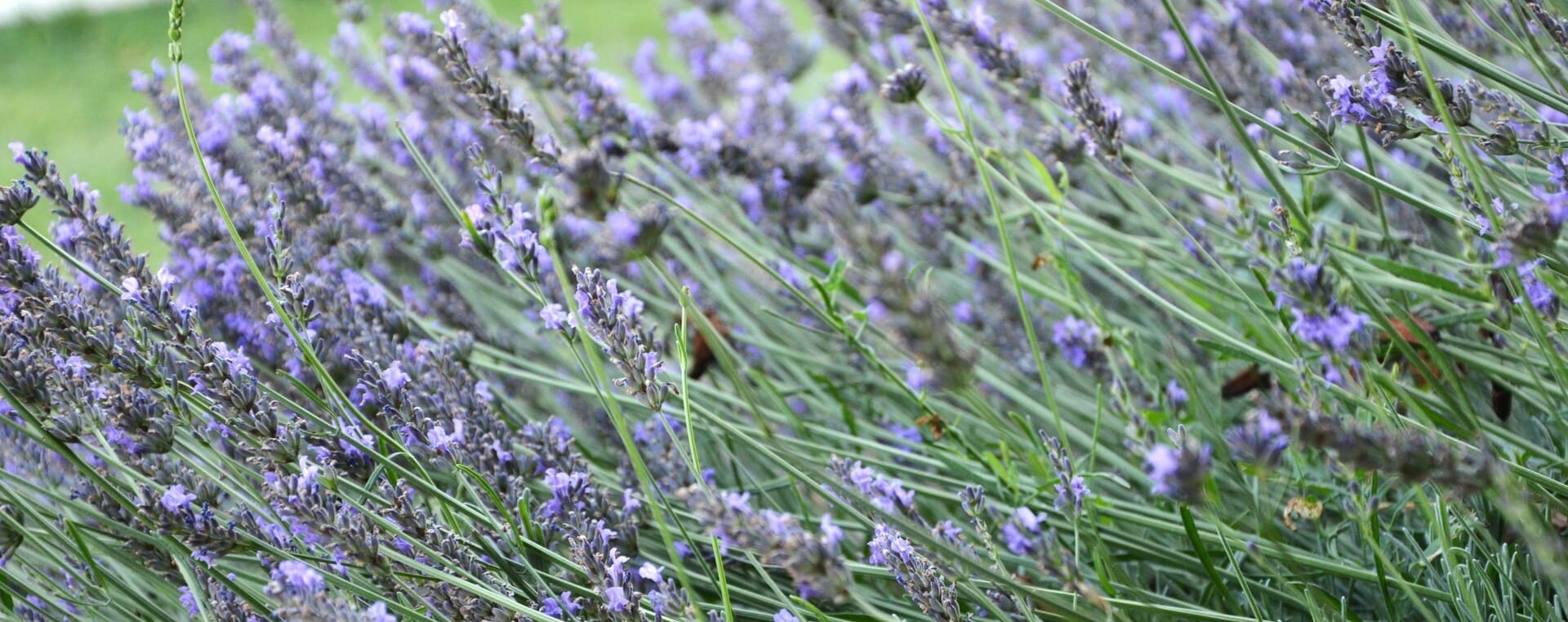 Gros plan sur des épis de lavande en fleur, symbole de nature, de bien-être et de santé naturelle dans l'univers de Nature & Santé avec Patricia.