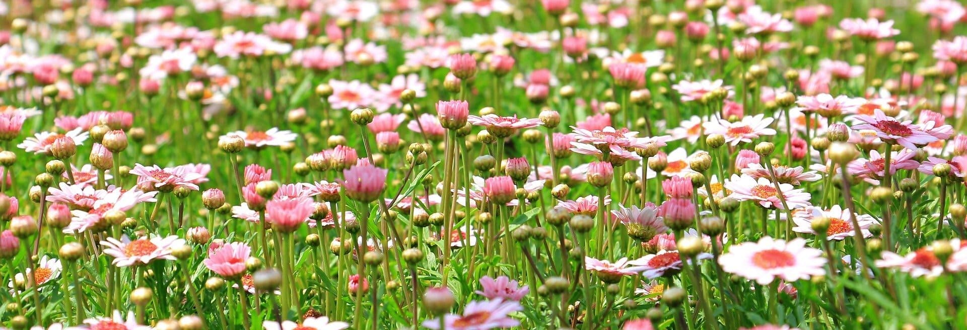 Champ de fleurs sauvages roses baigné de lumière, symbole de nature et de sérénité.