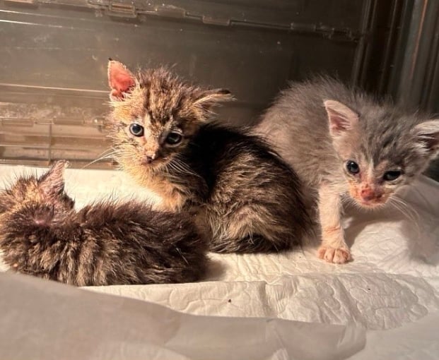 Barney, Dexter & Nova