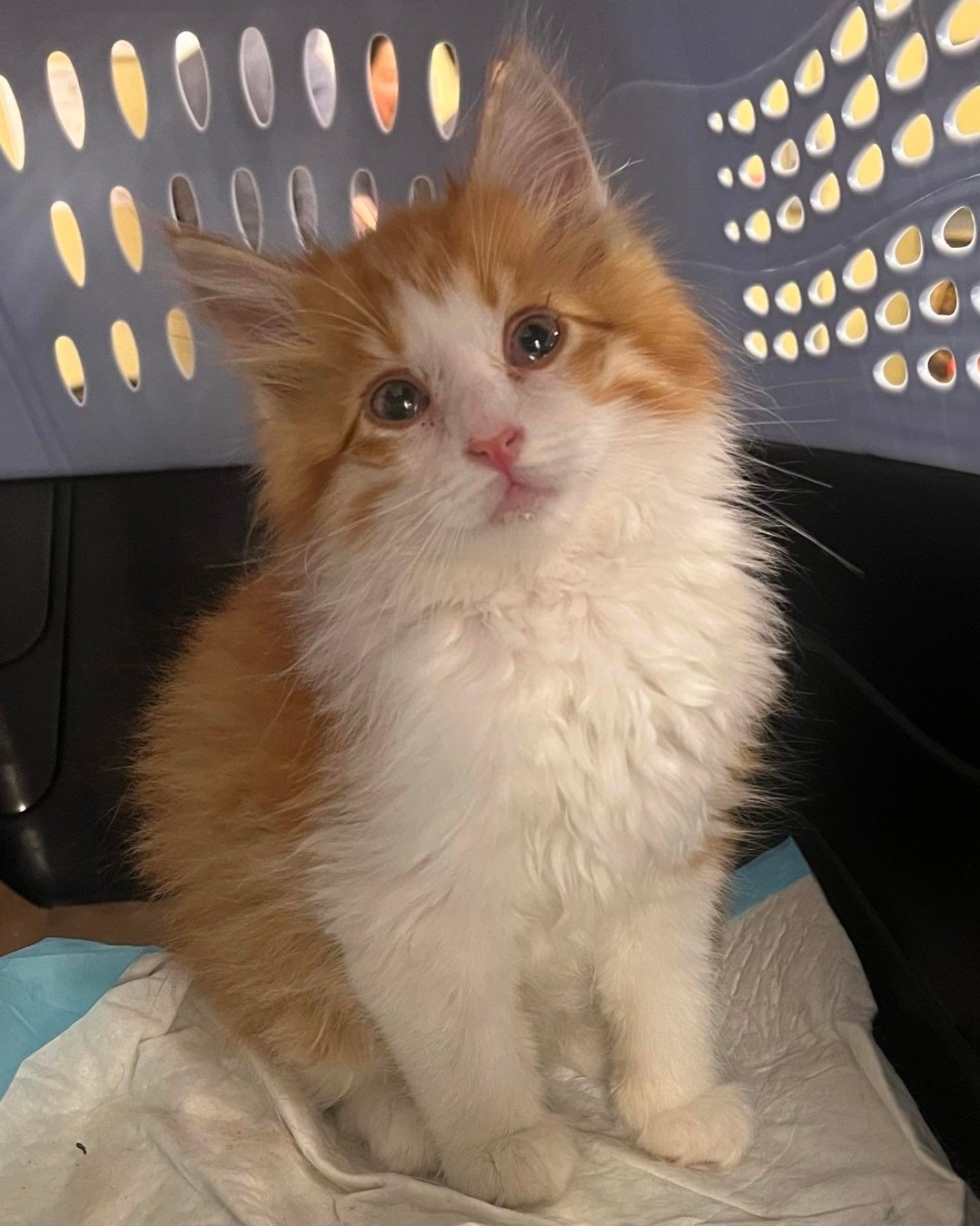 Archie