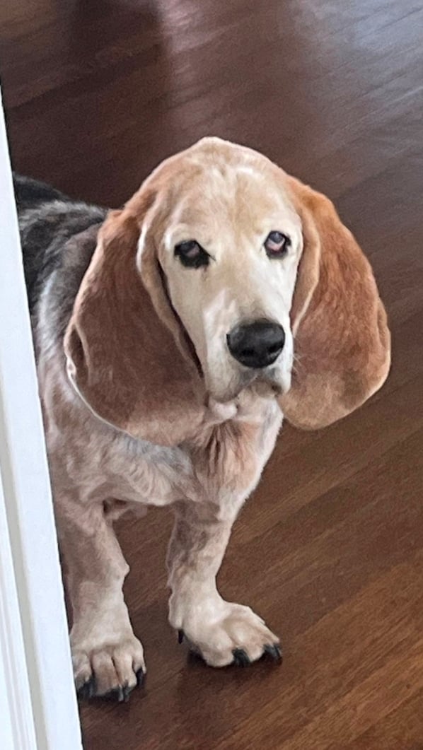 Bella
