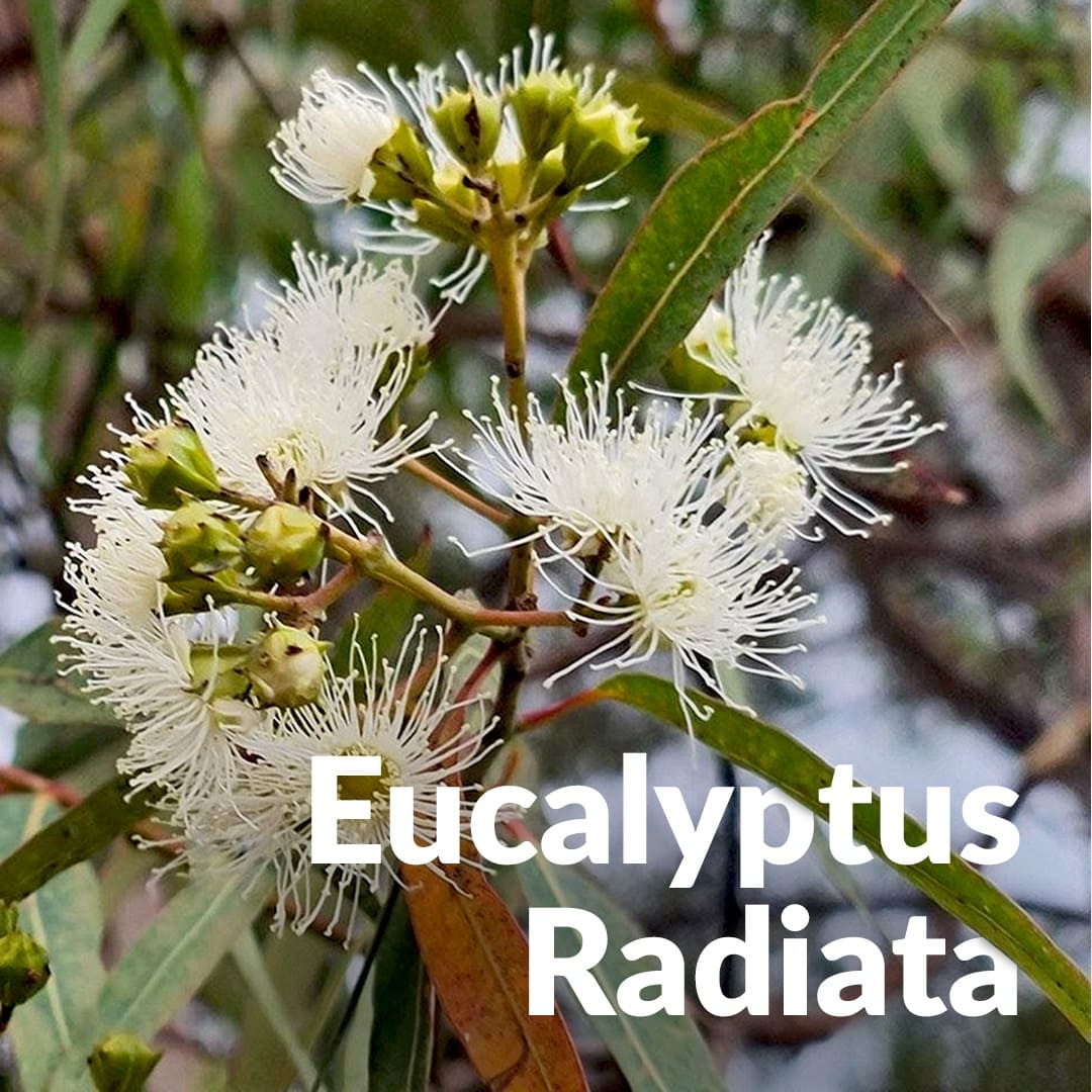 Huile Essentielle Eucalyptus Radié