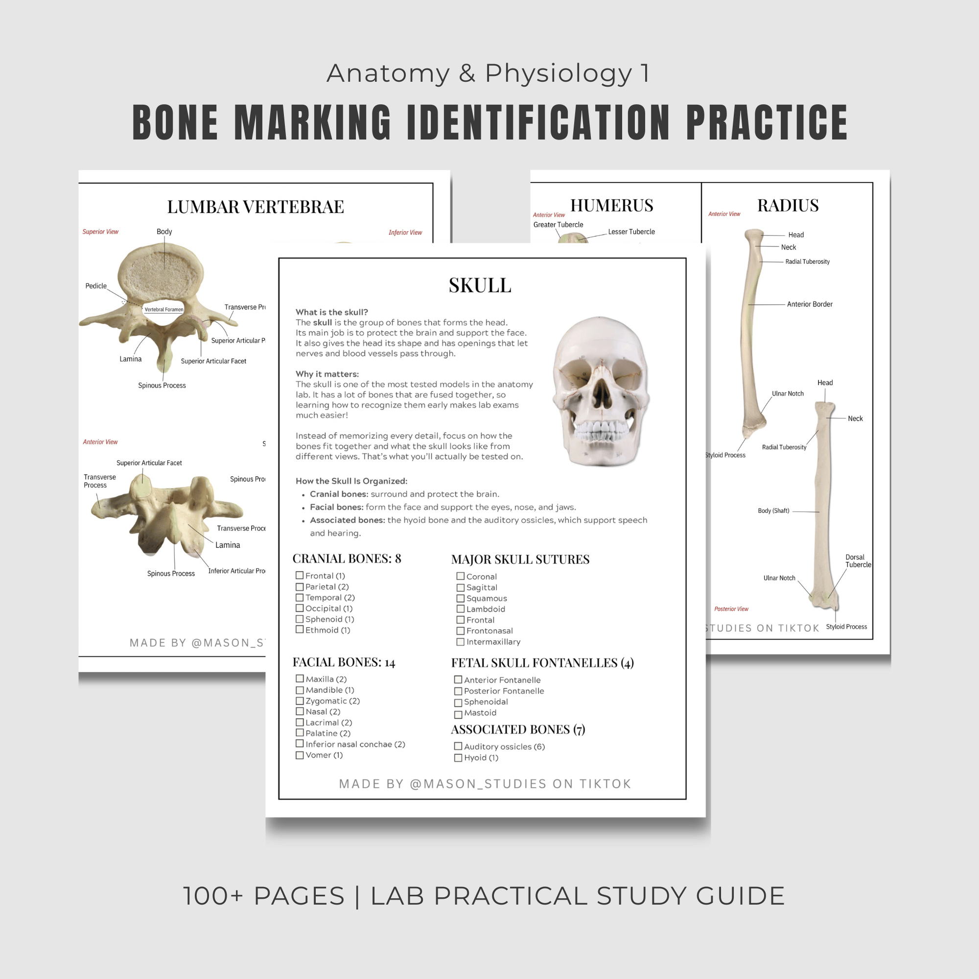 Bone Labeling Identification Study Guide - A&P 1 - Payhip