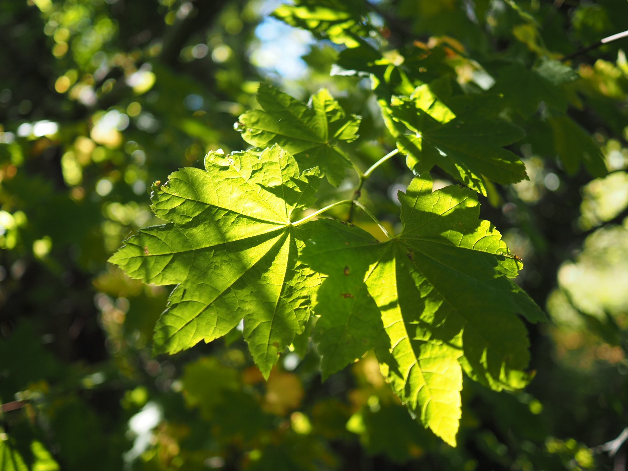 Maple Leaf
