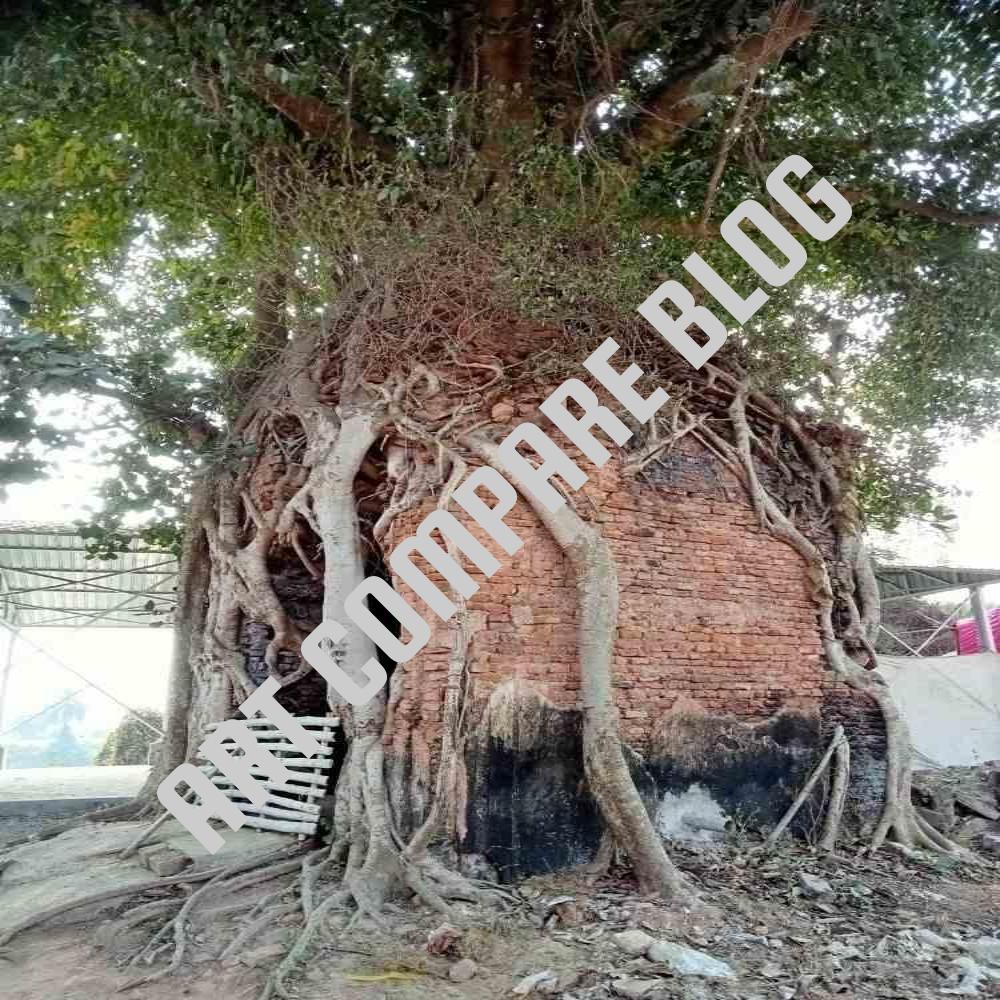 Ancient Brick Temple Completely Covered and Enveloped by Huge Banyan Tree Roots and Branches - Murshidabad Historic Ruins