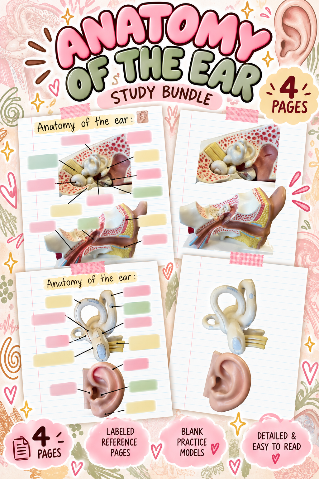 Anatomy of the Ear Bundle - Payhip